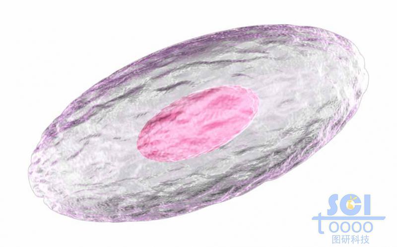 帶細(xì)胞核的單個(gè)細(xì)胞結(jié)構(gòu)