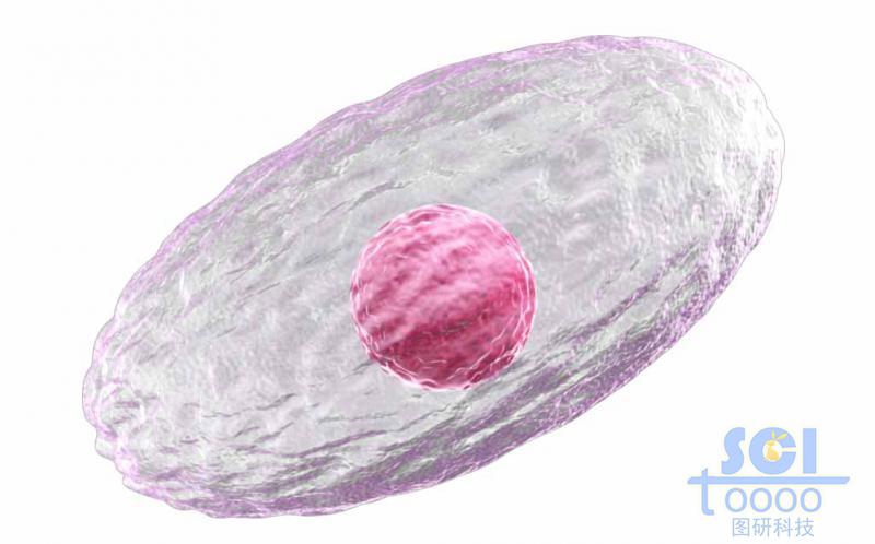 帶細(xì)胞核的單個(gè)細(xì)胞結(jié)構(gòu)