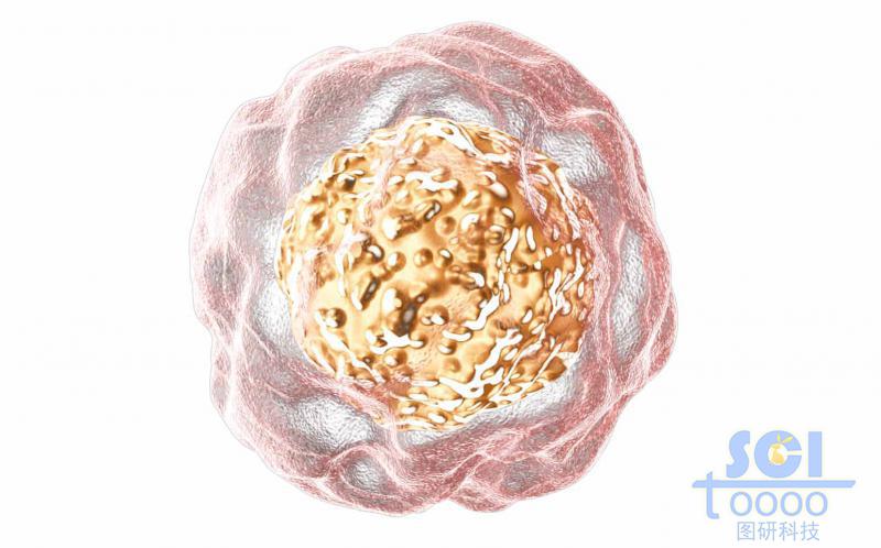 帶細(xì)胞核的單個(gè)細(xì)胞結(jié)構(gòu)