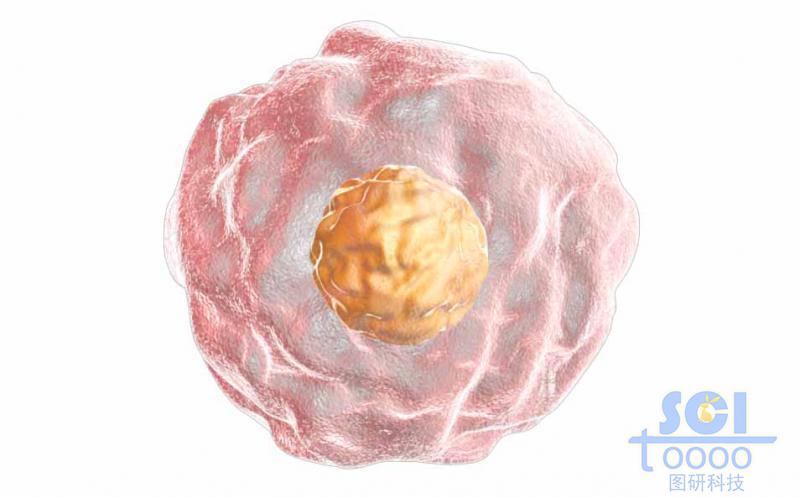 帶細(xì)胞核的單個(gè)細(xì)胞結(jié)構(gòu)