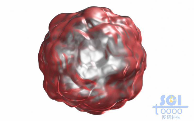 單個細胞結(jié)構(gòu)