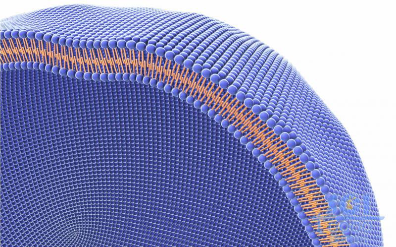 磷脂雙分子層/細(xì)胞膜