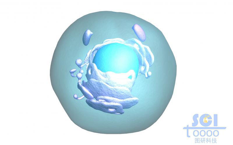 細胞膜內(nèi)有細胞殼與內(nèi)質(zhì)網(wǎng)