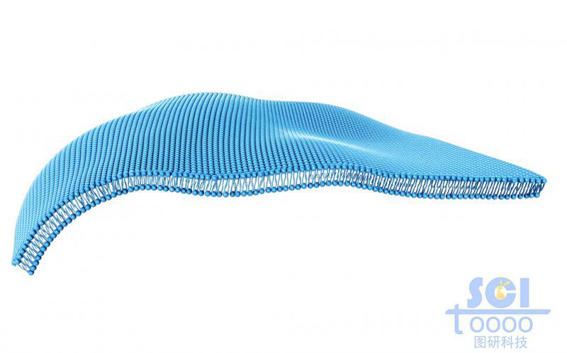 磷脂雙分子層/細(xì)胞膜